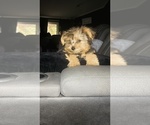 Small #4 Yorkshire Terrier