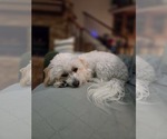 Small #4 Maltese