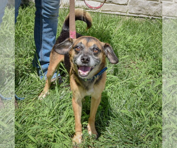 Medium Photo #3 Daug Puppy For Sale in Huntley, IL, USA