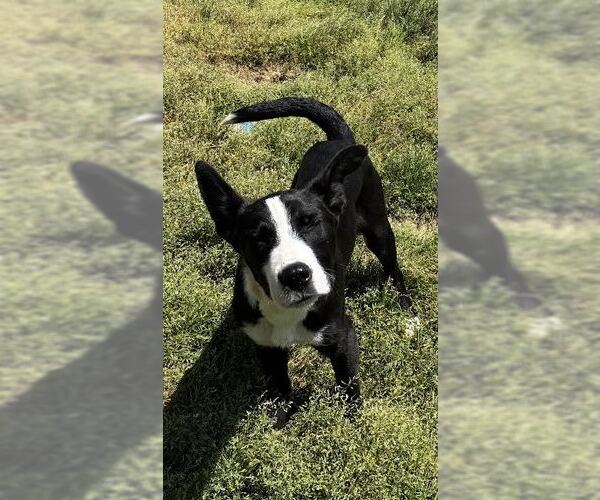 Medium Photo #2 Feist Terrier-Unknown Mix Puppy For Sale in Rutledge, TN, USA