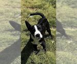 Small #1 Feist Terrier Mix