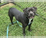 Small #1 American Pit Bull Terrier Mix