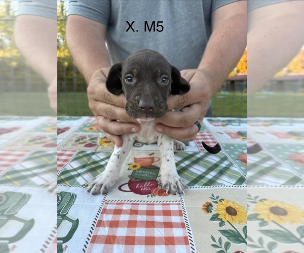 Medium Photo #18 German Shorthaired Pointer Puppy For Sale in ARGONNE, WI, USA