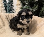 Puppy Raven Poovanese