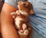 Small #29 Bernedoodle (Miniature)