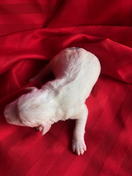 Medium Photo #3 Pyredoodle Puppy For Sale in LIBERTY, MS, USA