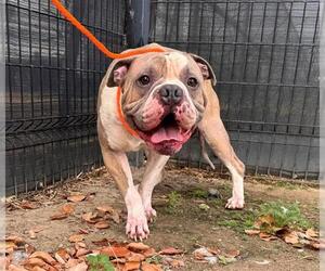 Mutt Dogs for adoption in Orange, CA, USA