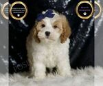 Puppy Boink Cavapoo