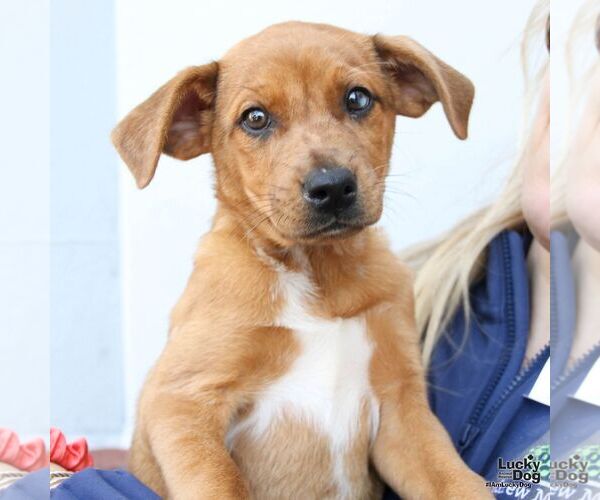 Medium Photo #1 Australian Shepherd-Unknown Mix Puppy For Sale in Washington, DC, USA