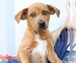 Small Australian Shepherd Mix