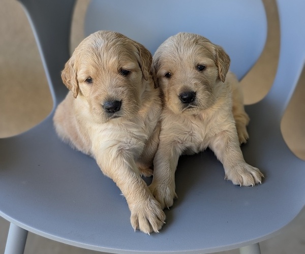 Medium Photo #2 Golden Retriever Puppy For Sale in SACRAMENTO, CA, USA