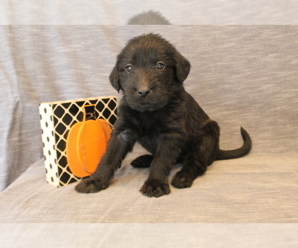 Medium Photo #3 Double Doodle Puppy For Sale in BOTHELL, WA, USA