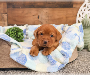 Labrador Retriever Puppy for sale in SYRACUSE, IN, USA