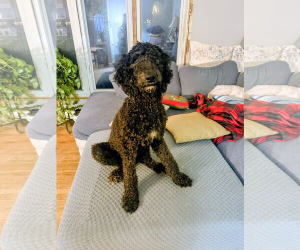 Medium Photo #1 Poodle (Standard)-Unknown Mix Puppy For Sale in Rockaway, NJ, USA