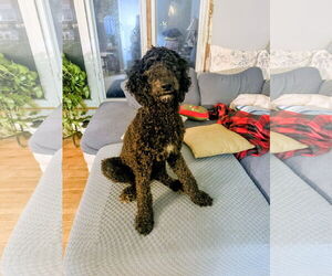 Poodle (Standard)-Unknown Mix Dogs for adoption in Rockaway, NJ, USA