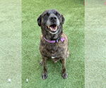 Small #5 Labrador Retriever Mix
