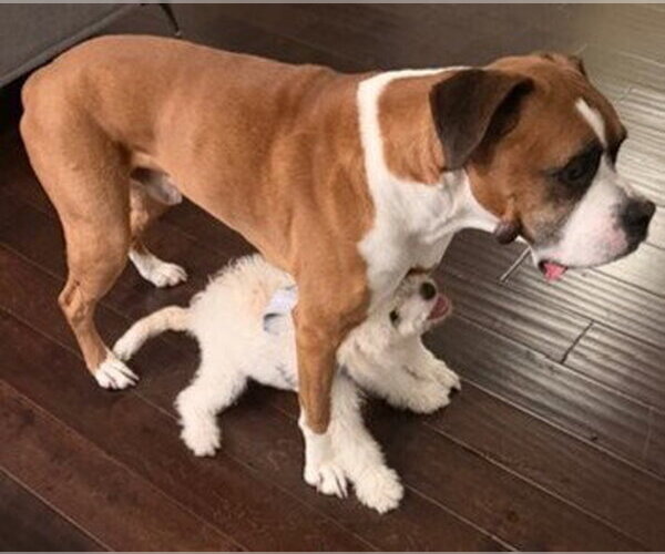 Medium Photo #3 Boxer Puppy For Sale in Austin, TX, USA