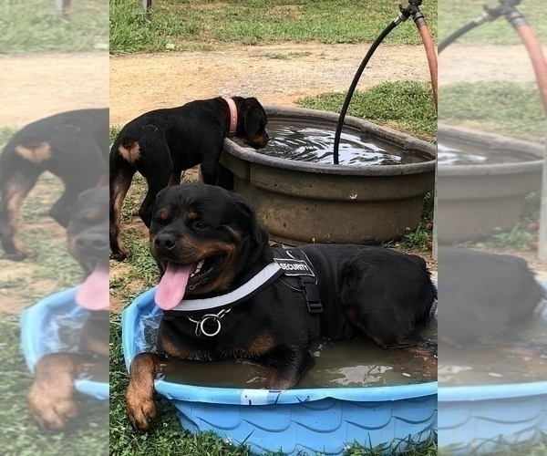Medium Photo #11 Rottweiler Puppy For Sale in VONORE, TN, USA