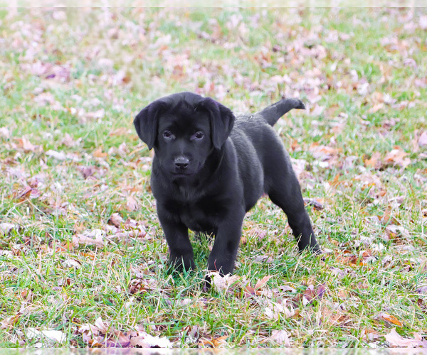 Medium Photo #5 Labrador Retriever Puppy For Sale in SYRACUSE, IN, USA