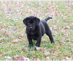 Small Photo #5 Labrador Retriever Puppy For Sale in SYRACUSE, IN, USA