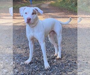 American Bulldog-Labrador Retriever Mix Dogs for adoption in Wetumpka, AL, USA