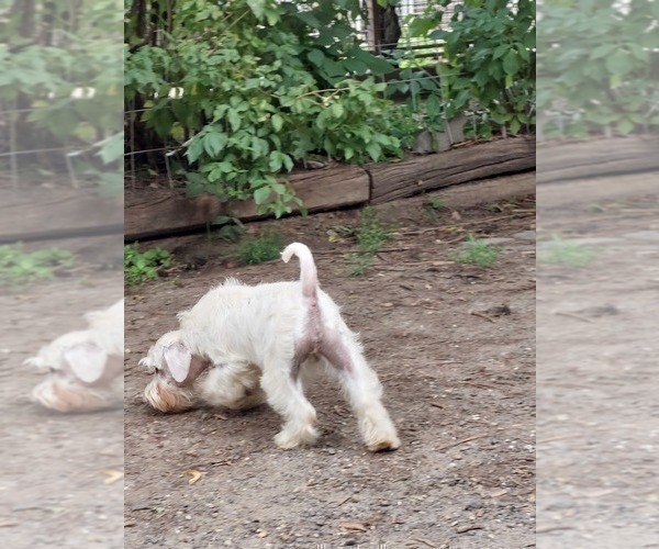 Medium Photo #2 Schnauzer (Miniature) Puppy For Sale in Hatvan, Heves, Hungary