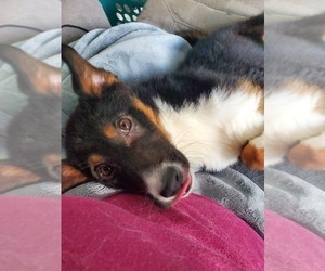 Australian Shepherd-German Shepherd Dog Mix Puppy for sale in GOSHEN, IN, USA