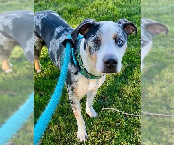 Medium Photo #3 Catahoula Leopard Dog-Unknown Mix Puppy For Sale in Sacramento, CA, USA
