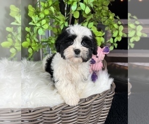 ShihPoo Puppy for sale in FRANKLIN, IN, USA