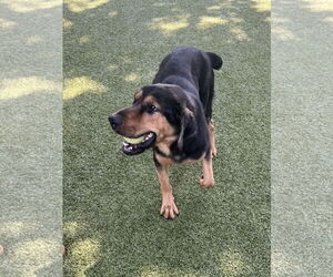 Rottweiler-Unknown Mix Dogs for adoption in Hilton Head, SC, USA