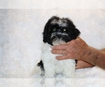 Small #23 ShihPoo