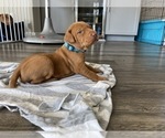 Small Photo #8 Vizsla Puppy For Sale in CANBY, OR, USA