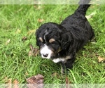 Small Photo #9 Bernedoodle Puppy For Sale in STEWARTSVILLE, NJ, USA