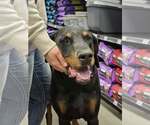 Small Photo #2 Doberman Pinscher Puppy For Sale in Buffalo, MN, USA