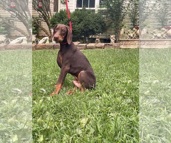 Medium Photo #1 Doberman Pinscher Puppy For Sale in HOPKINSVILLE/PRINCETON, KY, NH, USA