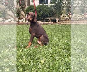 Doberman Pinscher Dogs for adoption in HOPKINSVILLE/PRINCETON, KY, NH, USA