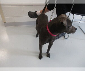 Bull Terrier Dogs for adoption in Ocala, FL, USA