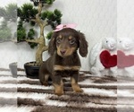 Small #4 Dachshund