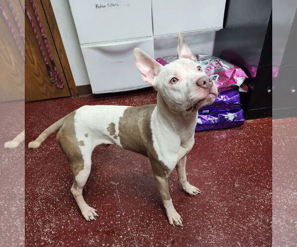 Medium Photo #20 American Pit Bull Terrier Puppy For Sale in Fargo, ND, USA