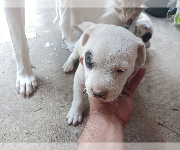 Medium Photo #3 American Staffordshire Terrier-Dogo Argentino Mix Puppy For Sale in CANTON, TX, USA