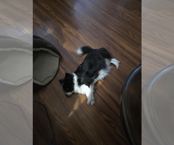 Medium Photo #1 Chiranian Puppy For Sale in OCALA, FL, USA