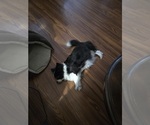 Small Photo #1 Chiranian Puppy For Sale in OCALA, FL, USA