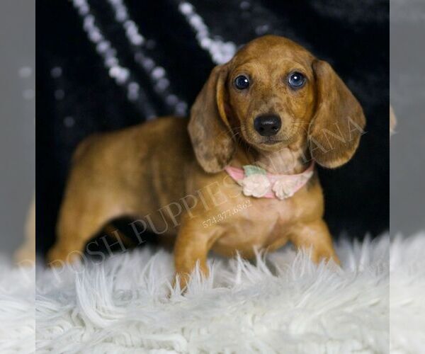 Medium Photo #5 Dachshund Puppy For Sale in WARSAW, IN, USA