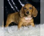 Small #4 Dachshund