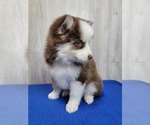 Small #7 Pomsky