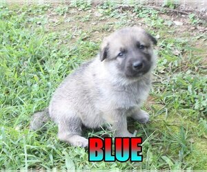 German Shepherd Dog Puppy for sale in jasper, AR, USA