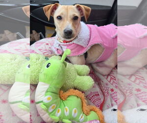 Jack Chi Dogs for adoption in Princeton, MN, USA