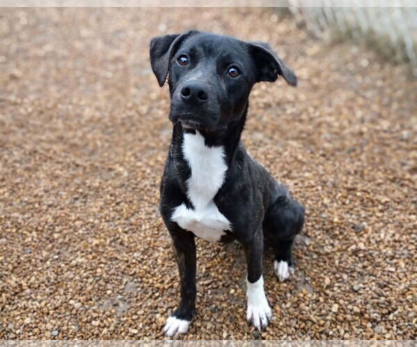 Medium Photo #2 Mutt Puppy For Sale in Anniston, AL, USA