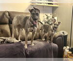 Small #25 German Shepherd Dog Mix