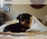 Small Photo #9 Miniature Pinscher Puppy For Sale in BULGER, PA, USA